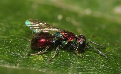 Hedychridium krajniki
